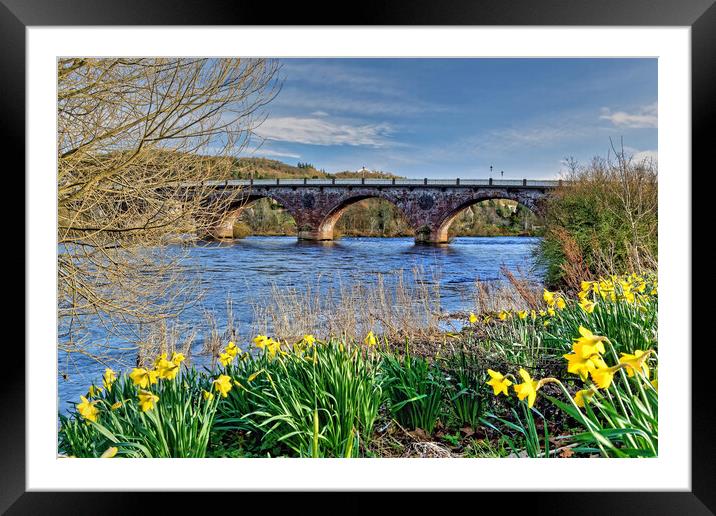 Perth Bridge and River Tay Daffodils Scotland Framed Mounted Print by austin APPLEBY