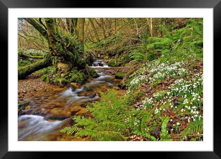 River Avill Snowdrops Exmoor Somerset Framed Mounted Print by austin APPLEBY