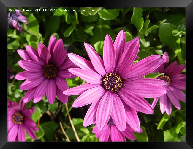 osteospermum Framed Print by austin APPLEBY