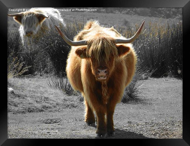 highland cow faceoff Framed Print by austin APPLEBY