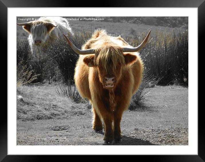 highland cow faceoff Framed Mounted Print by austin APPLEBY