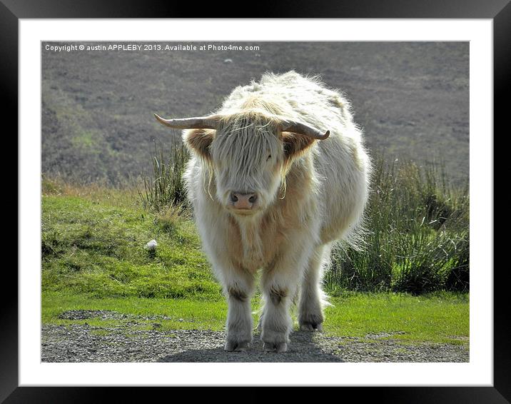 highland cow face off 2 Framed Mounted Print by austin APPLEBY