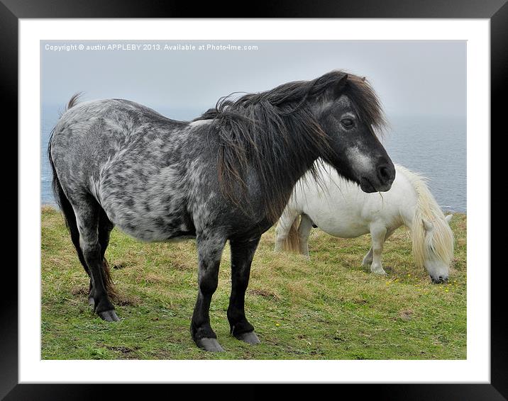 TWO PONIES GRAZING Framed Mounted Print by austin APPLEBY