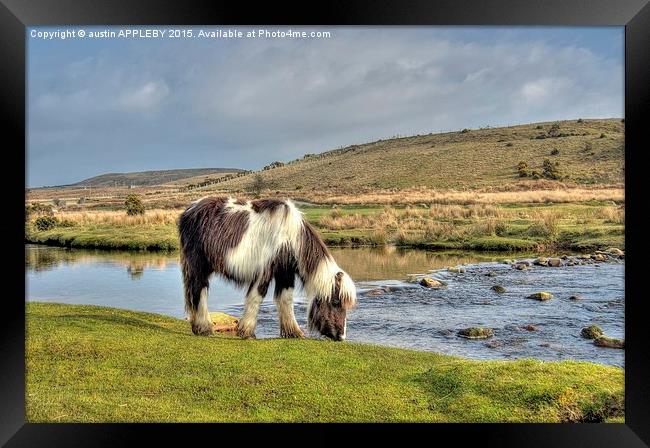  Dartmoor Pony At Cadover Bridge Framed Print by austin APPLEBY