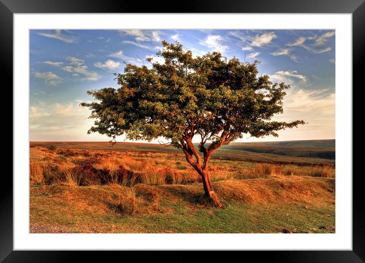 Lone Exmoor Tree Framed Mounted Print by austin APPLEBY