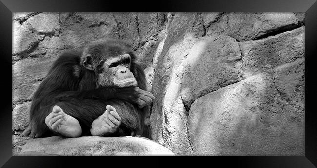 pouting chimp Framed Print by Brandon Verrett