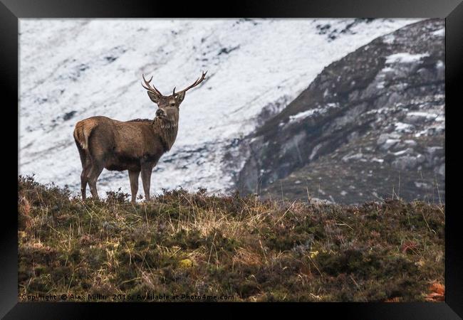 Red Deer Stag Framed Print by Alex Millar