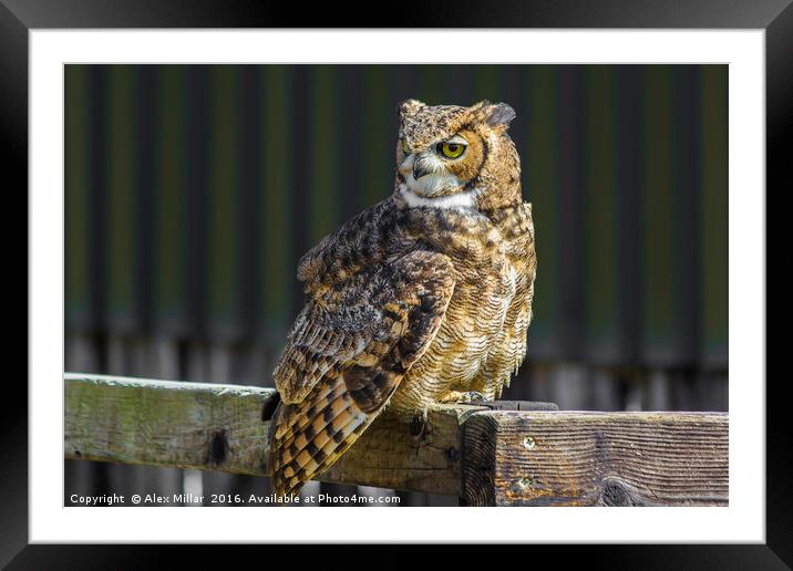 Eagle Owl Framed Mounted Print by Alex Millar