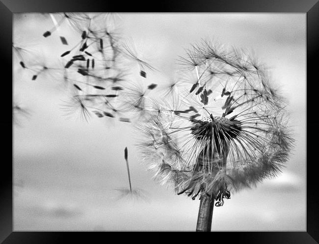 blowing in the wind Framed Print by paul haylock