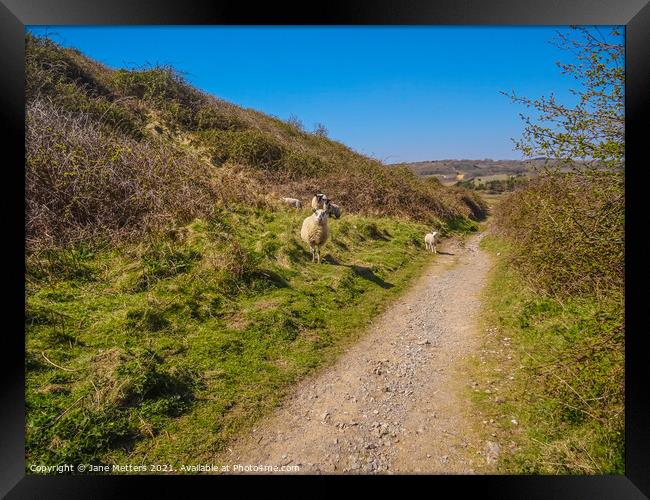 Sheep on the Mountain Framed Print by Jane Metters