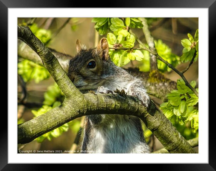 Squirrel in the Shadows Framed Mounted Print by Jane Metters