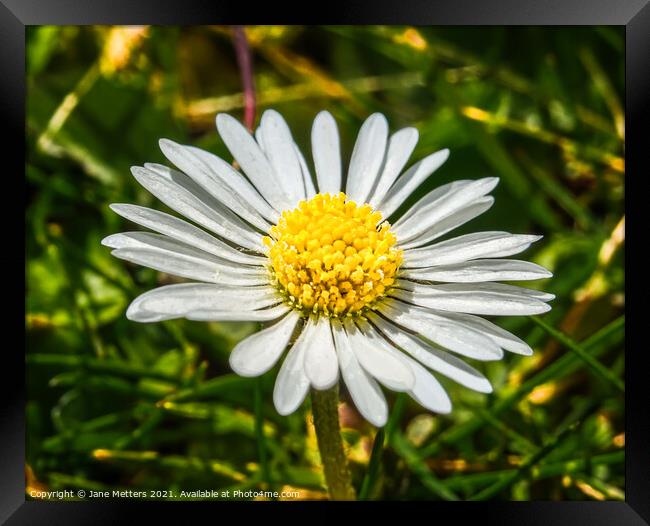 Daisy in amongst the Grass  Framed Print by Jane Metters
