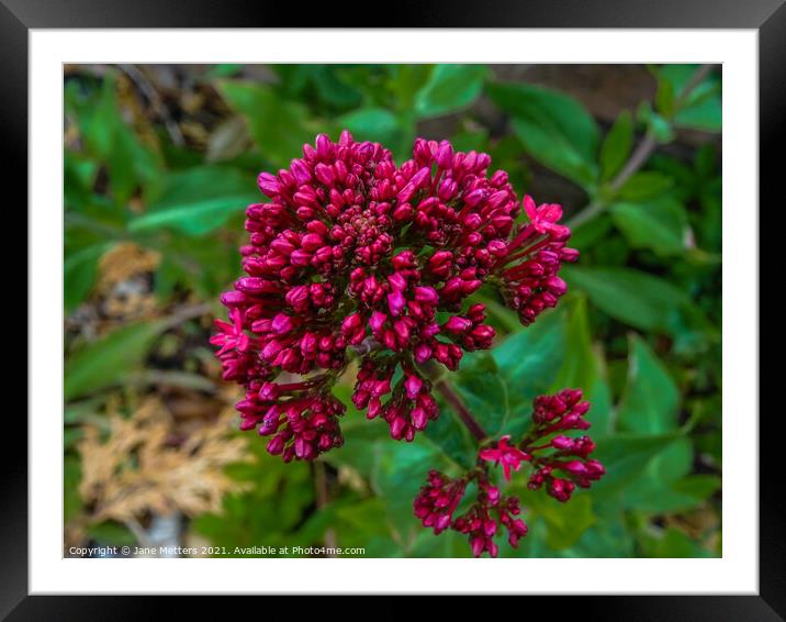 Red Valerian Framed Mounted Print by Jane Metters