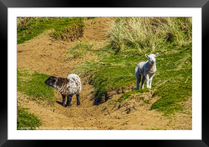 Lambs on a Hillside Framed Mounted Print by Jane Metters