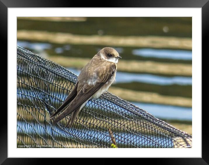 Sand Martin Framed Mounted Print by Jane Metters