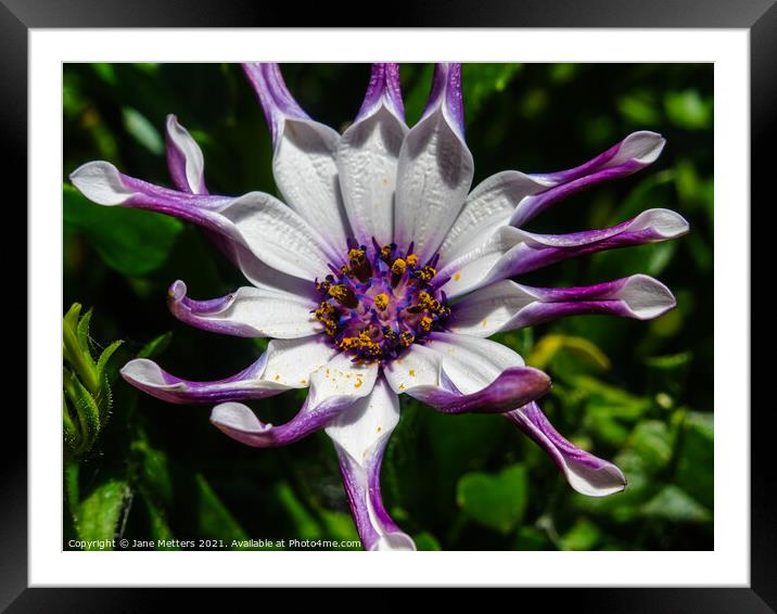 Trailing African Daisy Framed Mounted Print by Jane Metters