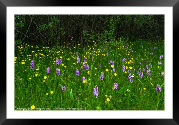 Southern Marsh Orchid Framed Mounted Print by Jane Metters