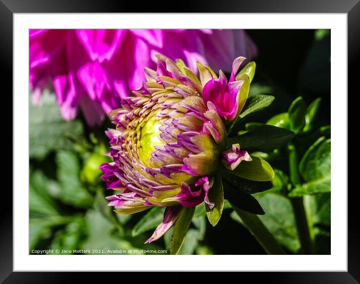About to Bloom  Framed Mounted Print by Jane Metters