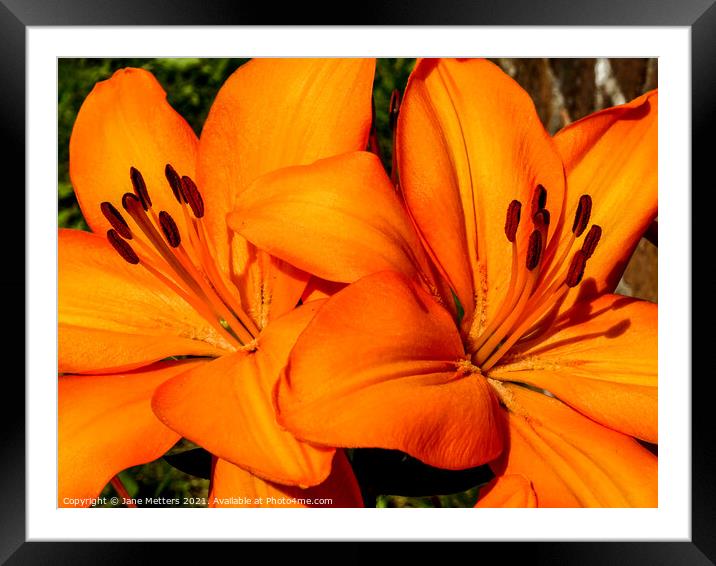 Two Orange Lilies Framed Mounted Print by Jane Metters