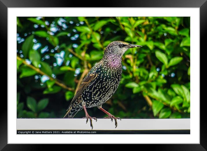 A Starling  Framed Mounted Print by Jane Metters