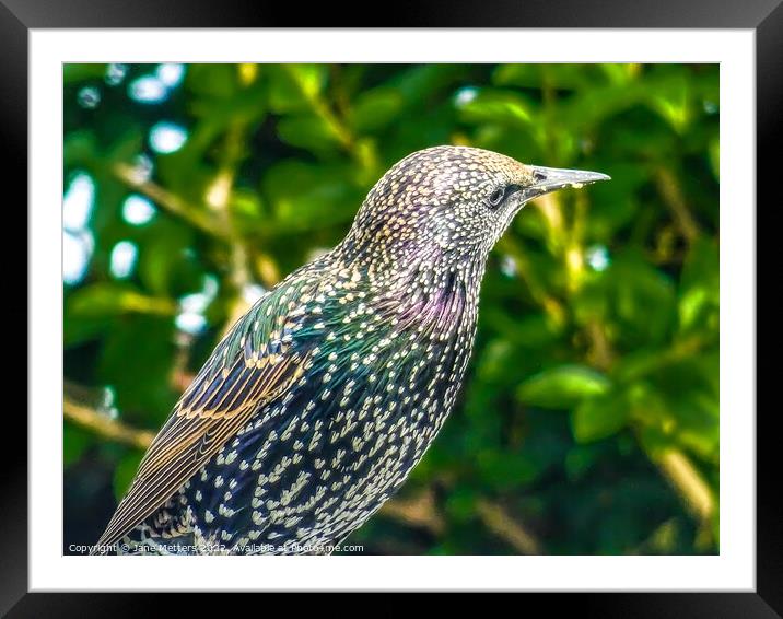 Colourful Bird  Framed Mounted Print by Jane Metters