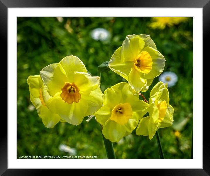 Daffodils in the Breeze  Framed Mounted Print by Jane Metters
