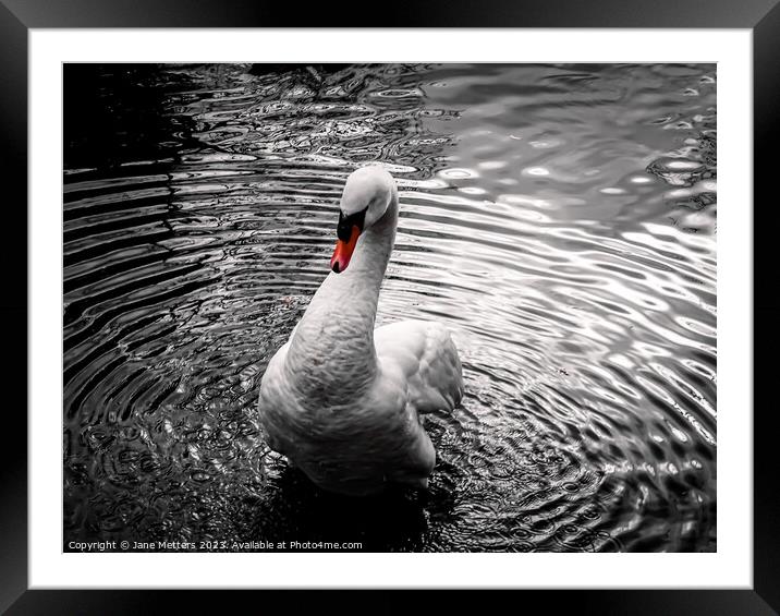 A Swan making Patterns in the Water Framed Mounted Print by Jane Metters