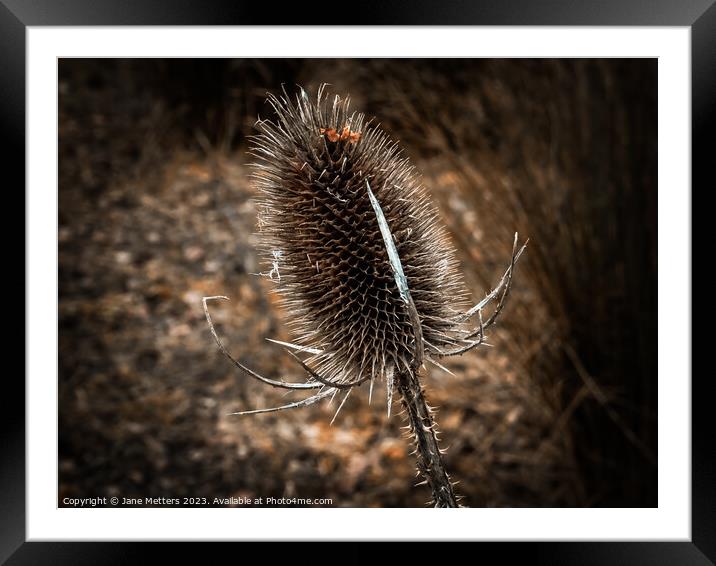 Wild Teasel  Framed Mounted Print by Jane Metters