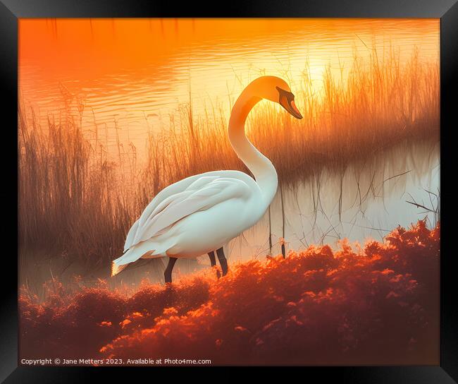 A Majestic Swan Framed Print by Jane Metters