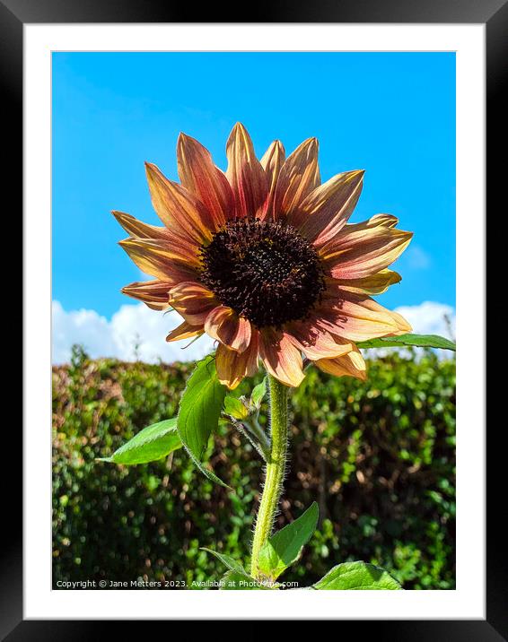 Sunflower  Framed Mounted Print by Jane Metters
