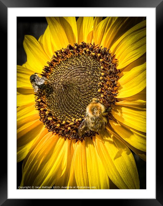 Collecting Pollen  Framed Mounted Print by Jane Metters