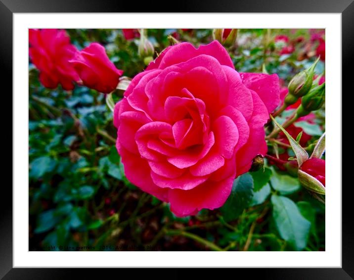 Rose Garden Framed Mounted Print by Jane Metters