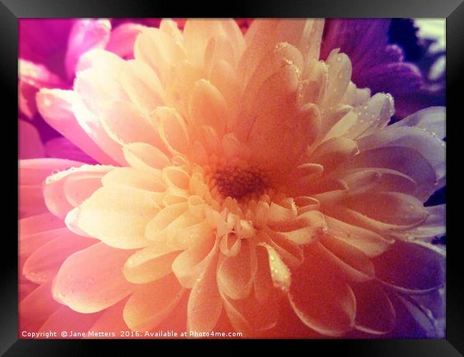 Colourful Chrysanthemum Framed Print by Jane Metters