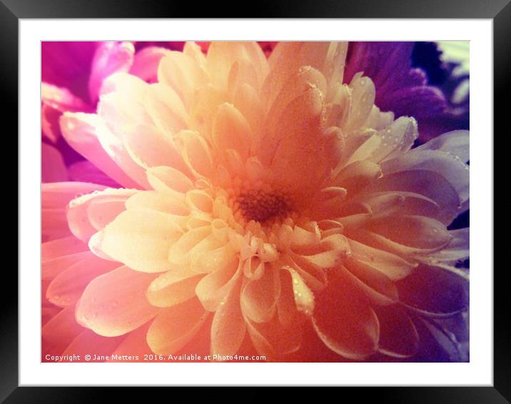 Colourful Chrysanthemum Framed Mounted Print by Jane Metters