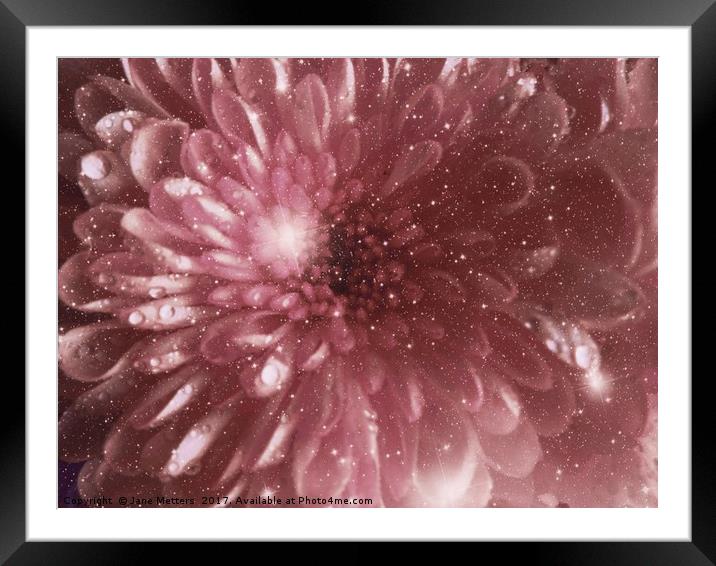               Chrysanthemum Sparkle                Framed Mounted Print by Jane Metters