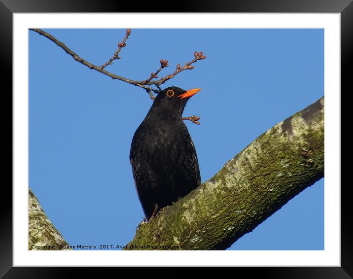              Blackbird Sitting on a Branch         Framed Mounted Print by Jane Metters