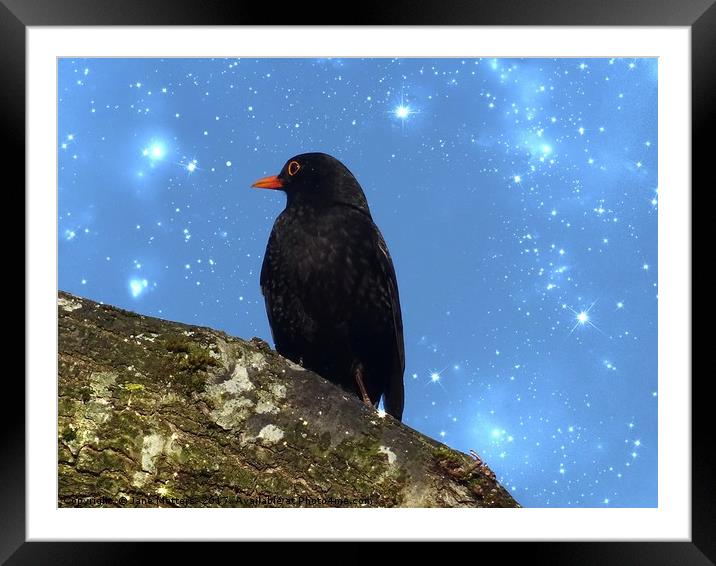 Blackbird with Sparkle Framed Mounted Print by Jane Metters