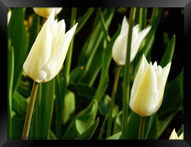 Tulips Ready to Open Framed Print by Jane Metters