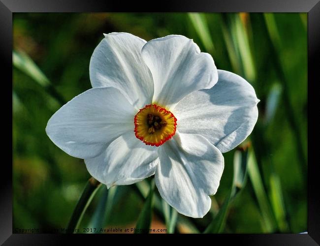 Narcissus Close-Up Framed Print by Jane Metters