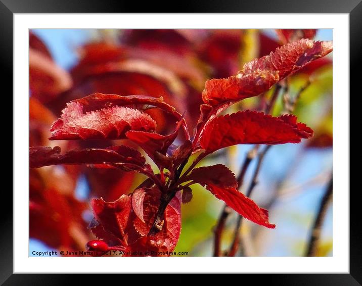Red Leaves Framed Mounted Print by Jane Metters