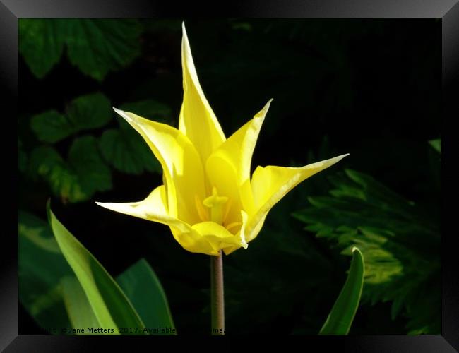 Yellow Star Tulip Framed Print by Jane Metters