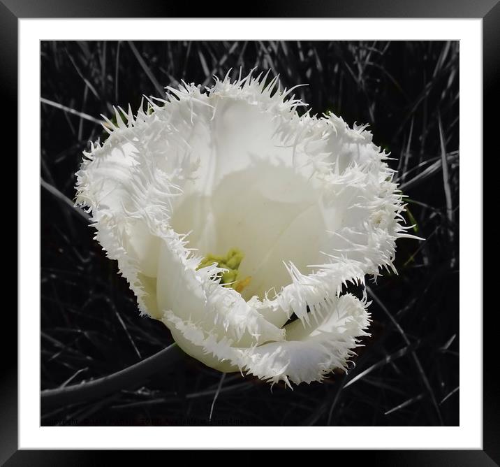 Fringed Tulip Framed Mounted Print by Jane Metters