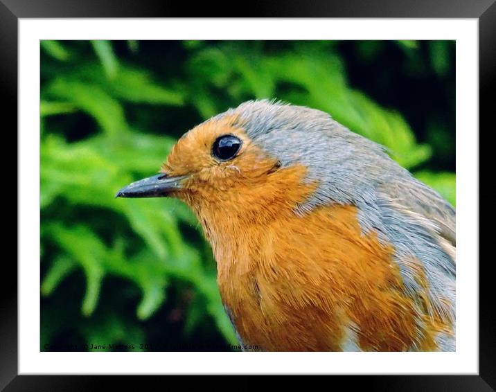 A Close-Up of a Robin Framed Mounted Print by Jane Metters