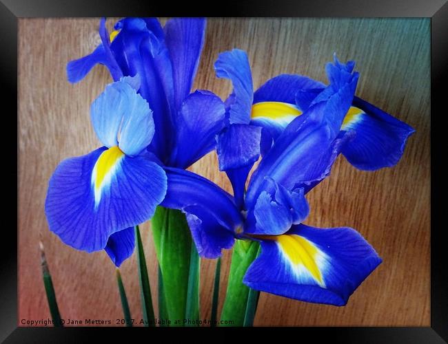 Beautiful Iris Framed Print by Jane Metters