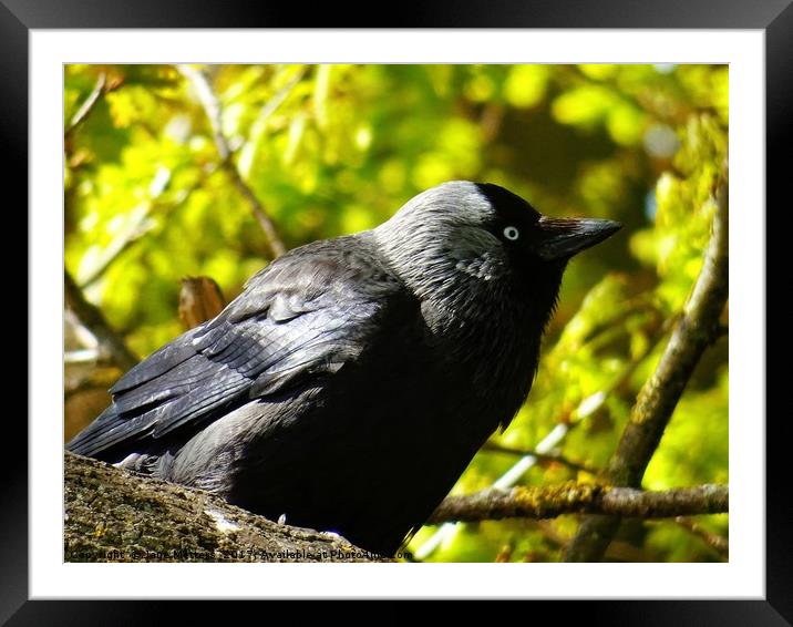 Jackdaw on a Branch Framed Mounted Print by Jane Metters