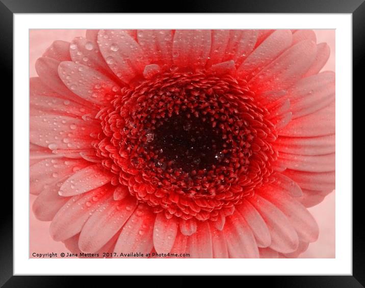    Colourful Gerbera                             Framed Mounted Print by Jane Metters