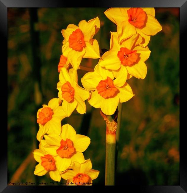 Daffodil in Bloom Framed Print by Jane Metters