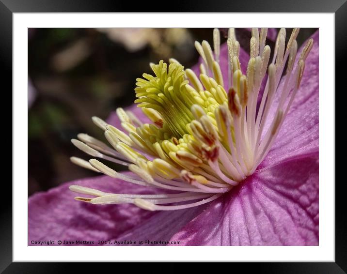       Clematis Close-Up                          Framed Mounted Print by Jane Metters