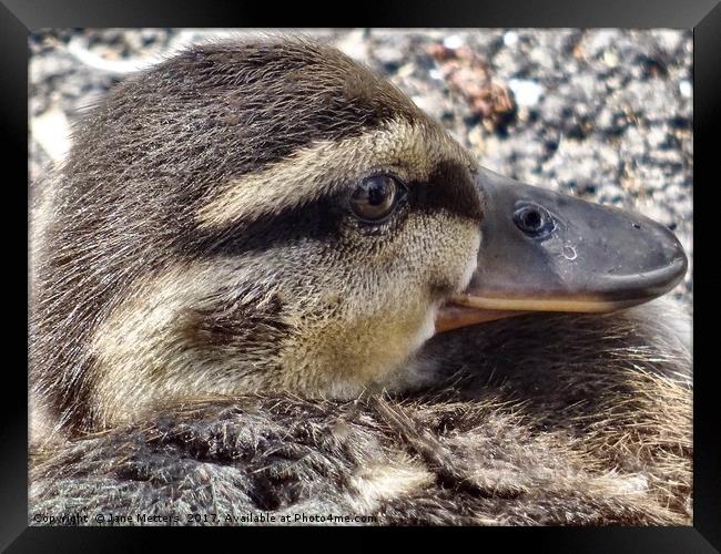 Ducking Resting in the Sun Framed Print by Jane Metters