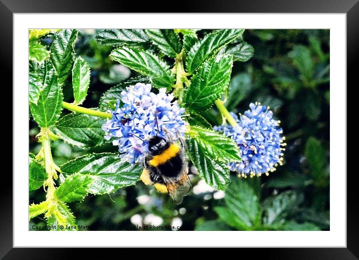Bee collecting Pollen Framed Mounted Print by Jane Metters